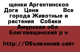 щенки Аргентинскоо Дога › Цена ­ 25 000 - Все города Животные и растения » Собаки   . Амурская обл.,Благовещенский р-н